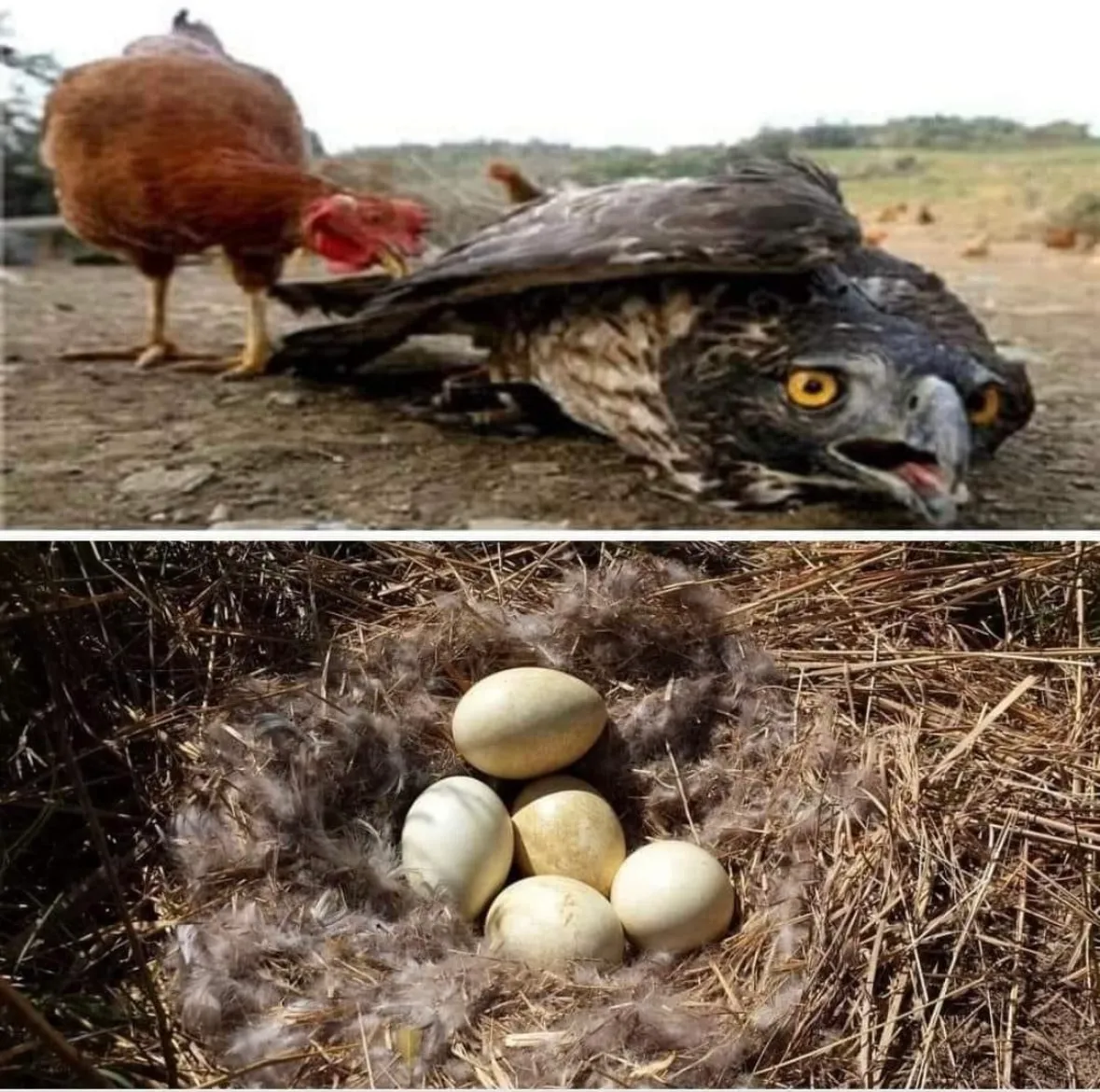 Tavuk Olarak Ölen Kartalın Hikayesi