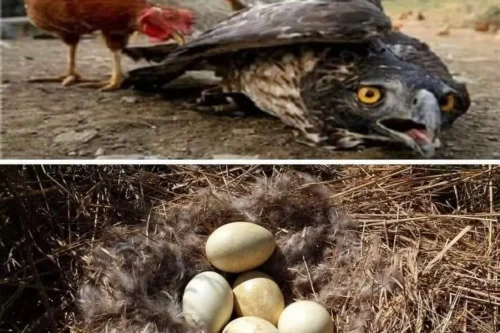 Tavuk Olarak Ölen Kartalın Hikayesi